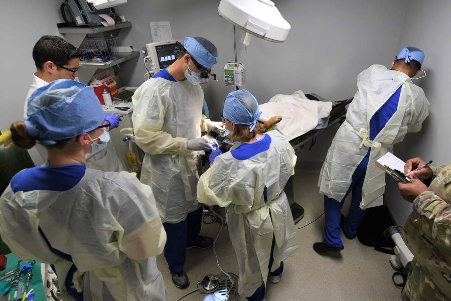 Vetenarians working on an animal