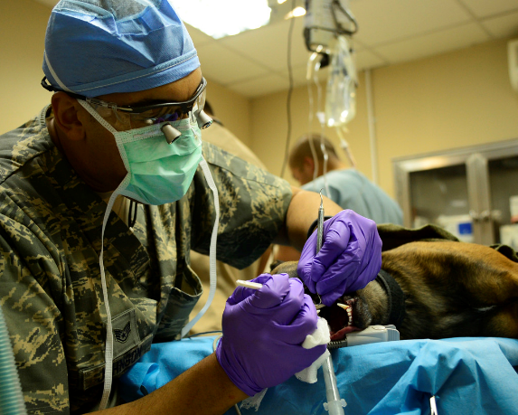 Veterinary Services
