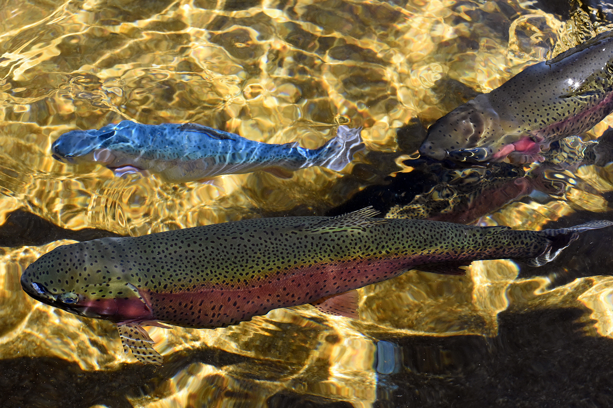 trout in a stream