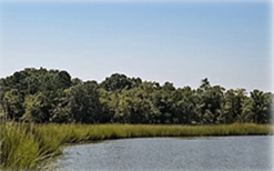pond surrounded by trees