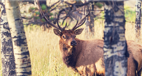 Elk in the woods